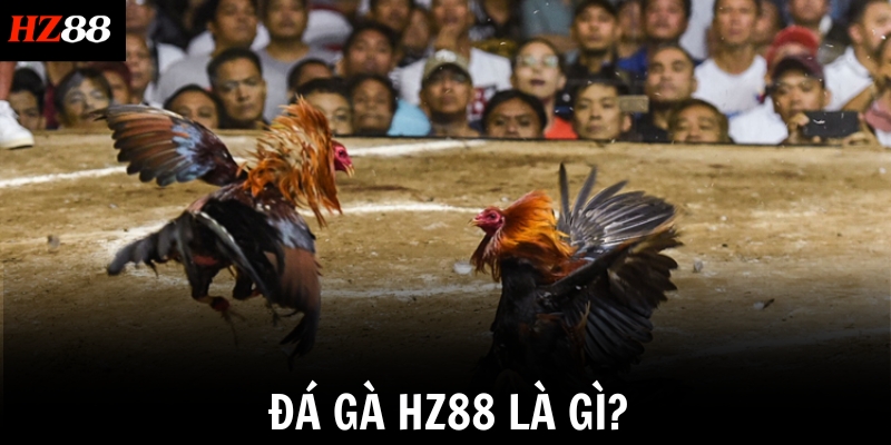 Đá gà HZ88 là gì?